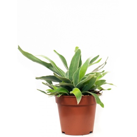 Staghorn Fern